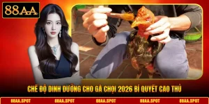 Chế độ Dinh Dưỡng Cho Gà Chọi 2026 Bí Quyết Cao Thủ